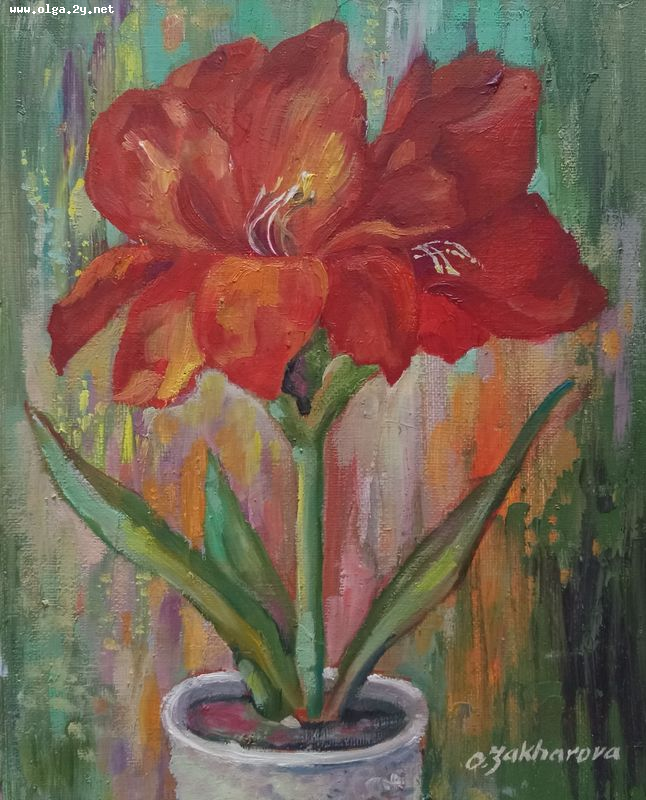 Amaryllis