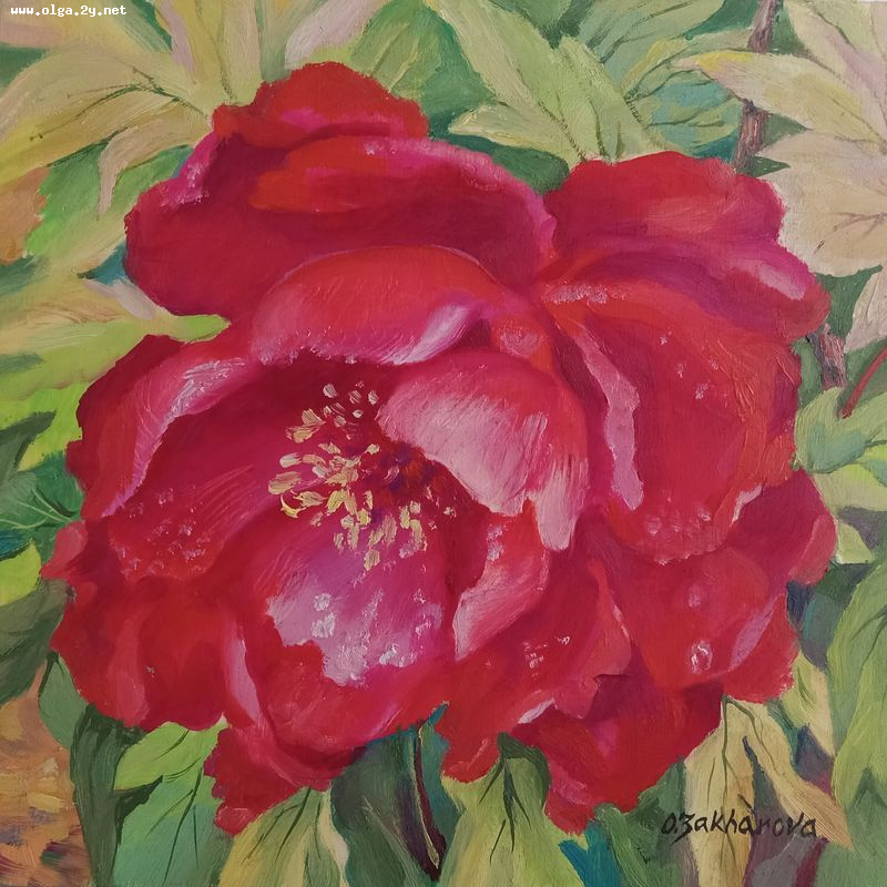 Chines Red Peony